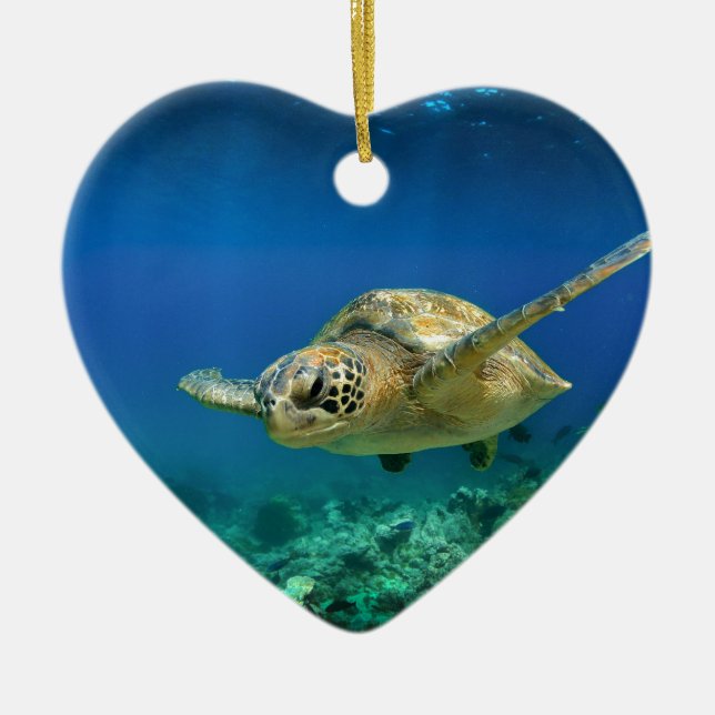 Galapagos-Paradies, grüne Meeresschildkröte unter  Keramikornament (Vorne)