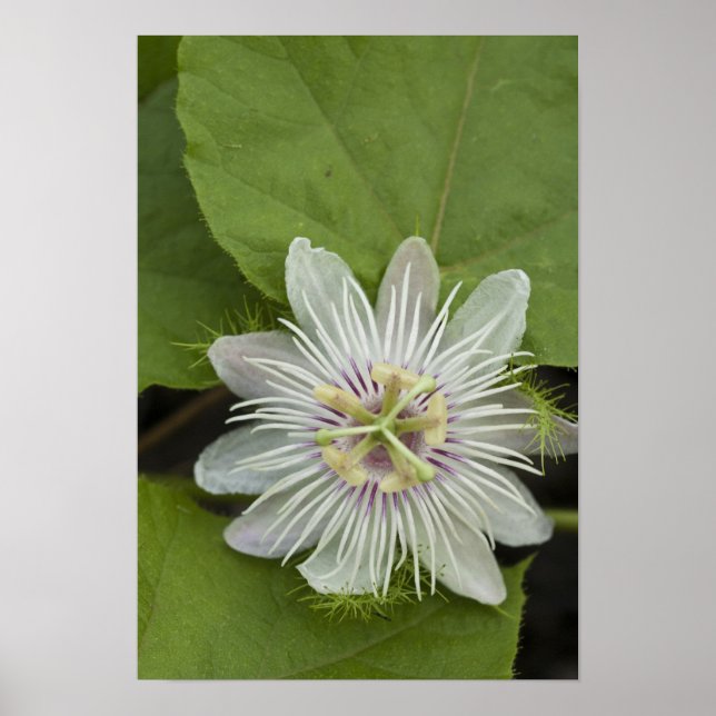 Galapagos Passion Blume Passiflora Foetida Poster (Vorne)