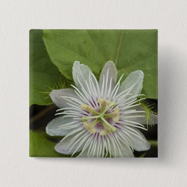 Galapagos-Passionsblume Passiflora foetida Button (Vorderseite)
