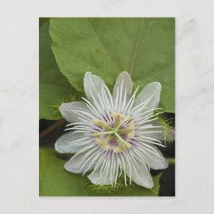 Galapagos-Passionsblume Passiflora foetida Postkarte