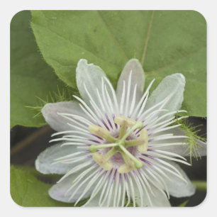 Galapagos-Passionsblume Passiflora foetida Quadratischer Aufkleber