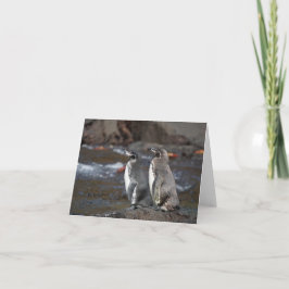 Galapagos Penguin Pair Greeting Card Karte