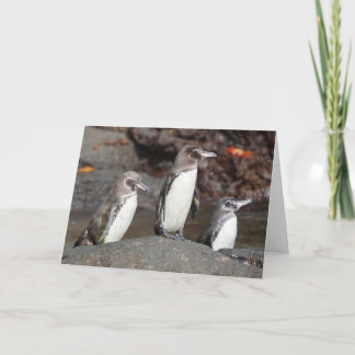 Galapagos Penguins Folded Greeting Card Karte