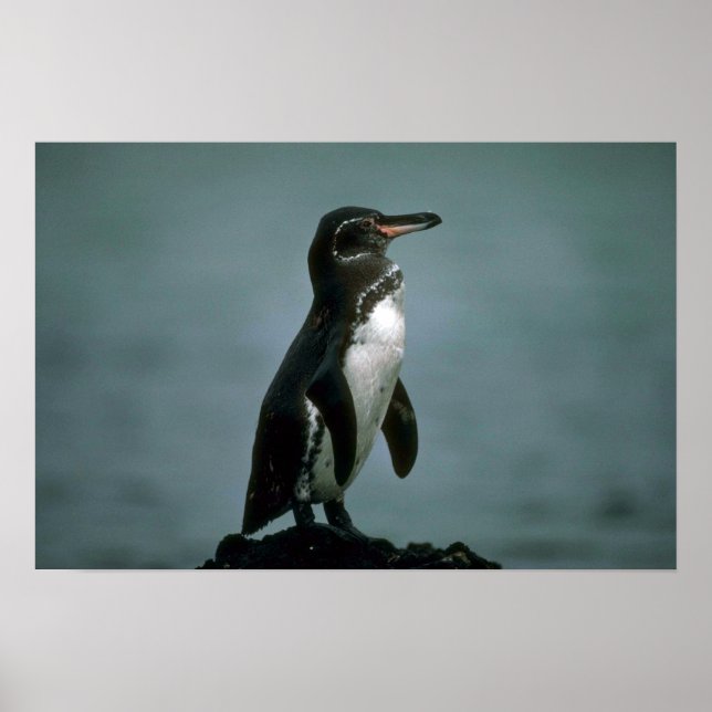 Galapagos' Pinguin auf dem Felsen von Lava Poster (Vorne)