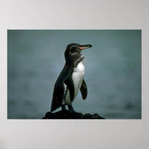 Galapagos Pinguin auf Lava-Felsen Poster