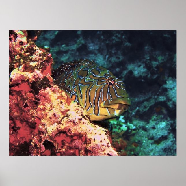 Galapagos-Riesenfisch Poster (Vorne)
