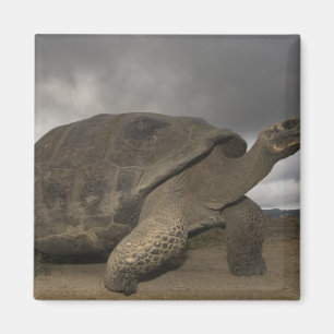 Galapagos-Riesenschildkröte Geochelone Magnet