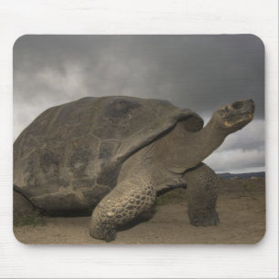Galapagos-Riesenschildkröte Geochelone Mousepad