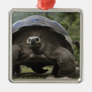 Galapagos-Riesenschildkröten Geochelone Ornament Aus Metall