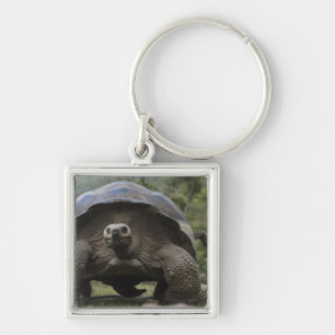 Galapagos-Riesenschildkröten Geochelone Schlüsselanhänger
