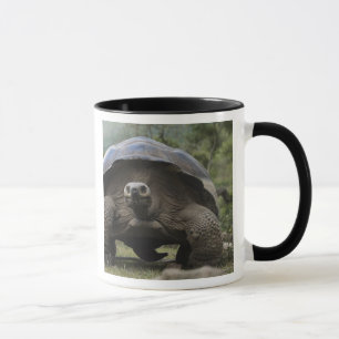 Galapagos-Riesenschildkröten Geochelone Tasse