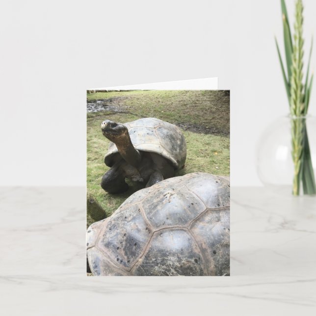 Galapagos-Schildkröte notecard #2 (freier Raum Karte (Vorderseite)