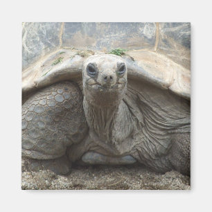 Galapagos-Schildkröten-Magnet Magnet
