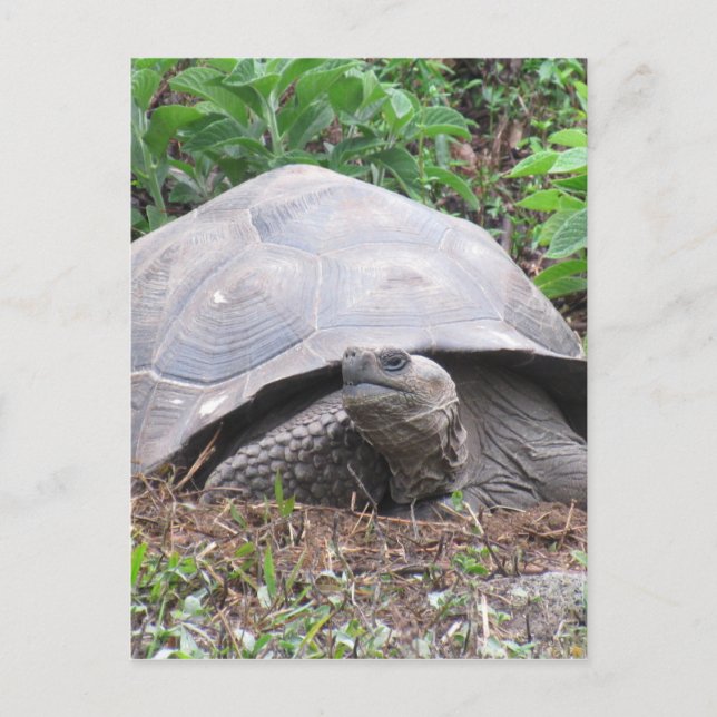 Galapagos-Schildkrötenriese Postkarte (Vorderseite)