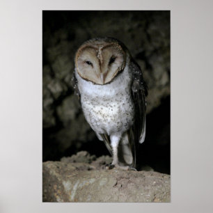 Galapagos-Schleiereule Poster