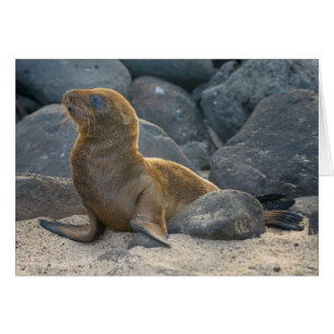Galapagos Sea Lion