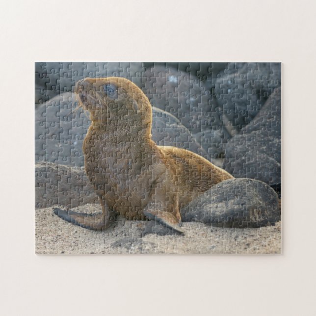 Galapagos Sea Lion (Horizontal)