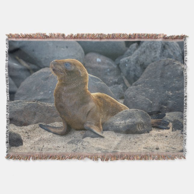 Galapagos Sea Lion Decke (Vorderseite)