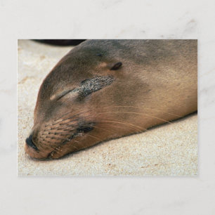 Galapagos Sea Lion Postkarte