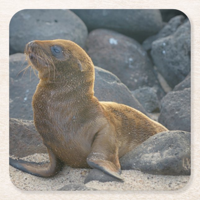 Galapagos Sea Lion Rechteckiger Pappuntersetzer (Vorderseite)