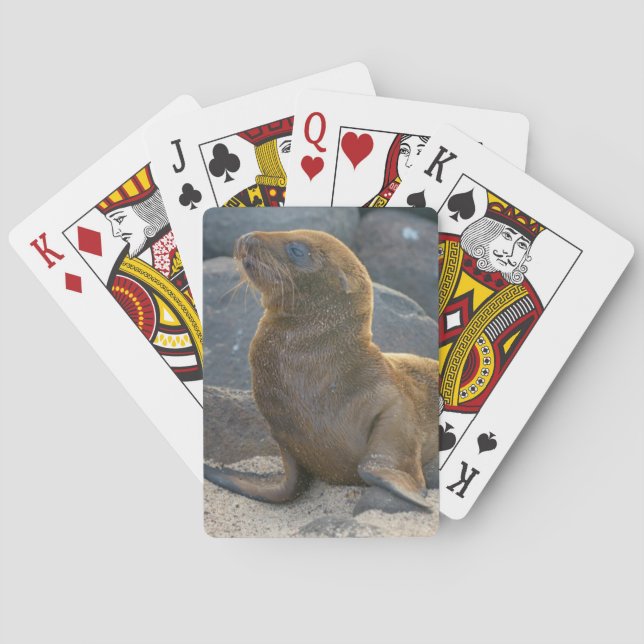 Galapagos Sea Lion Spielkarten (Rückseite)