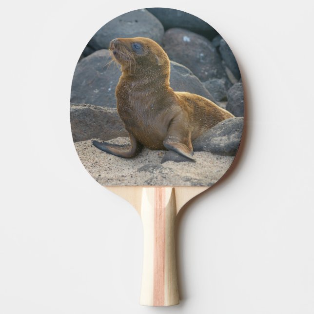 Galapagos Sea Lion Tischtennis Schläger (Vorderseite)