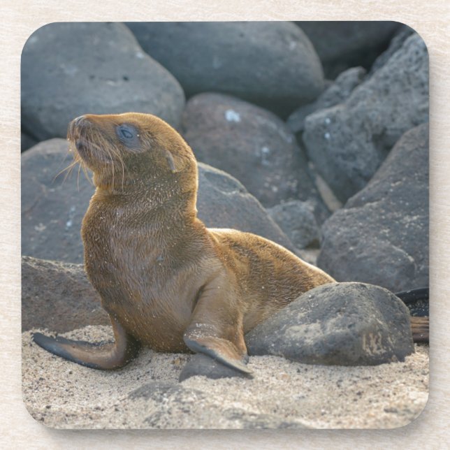 Galapagos Sea Lion Untersetzer (Vorderseite)