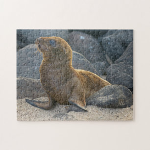 Galapagos-Seelöwe