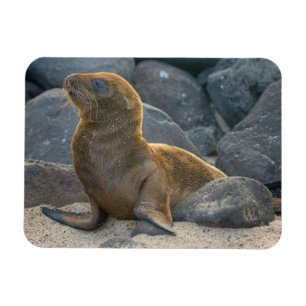 Galapagos-Seelöwe Magnet