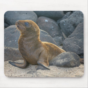 Galapagos-Seelöwe Mousepad