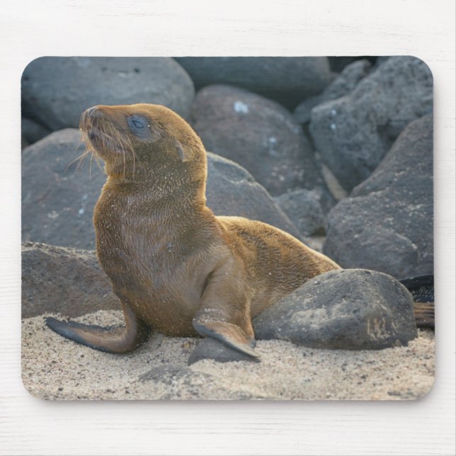 Galapagos-Seelöwe Mousepad (Vorne)