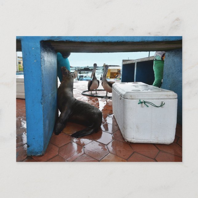 Galapagos-Seelöwe Postkarte (Vorderseite)