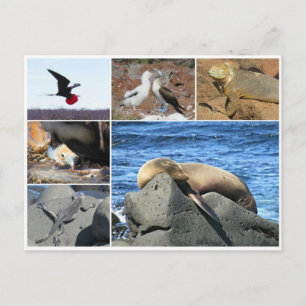 Galapagos-Seelöwe Postkarte