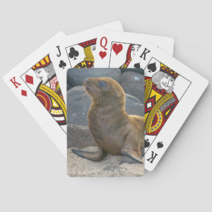 Galapagos-Seelöwe Spielkarten