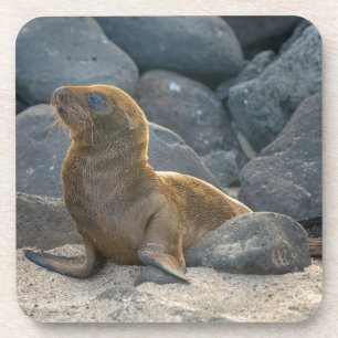 Galapagos-Seelöwe Untersetzer