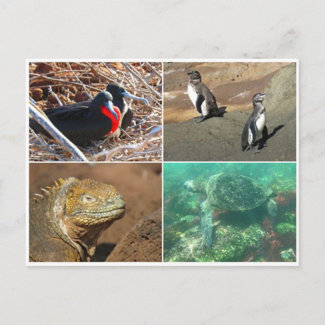 Galapagos-Tier vier Postkarte (Vorderseite)