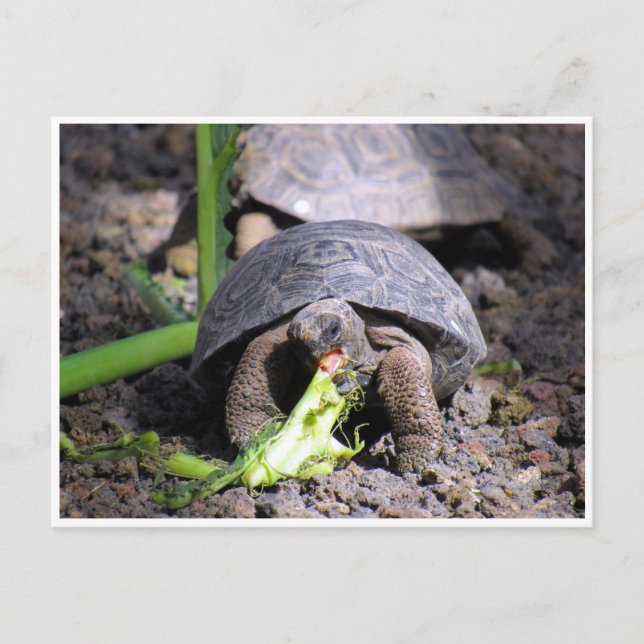 Galapagos-Tortoise-Baby Postkarte (Vorderseite)
