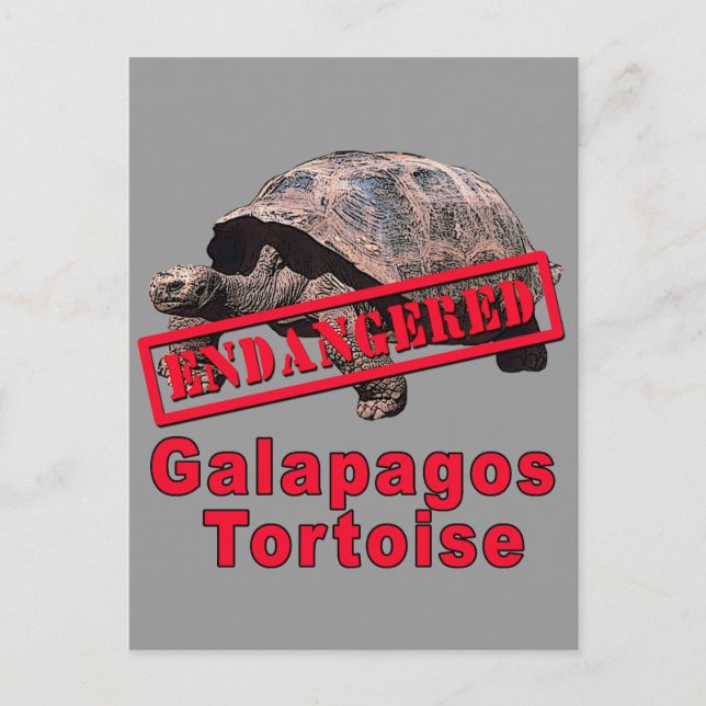 Galapagos Tortoise gefährdete Art Tshirts Postkarte (Vorderseite)