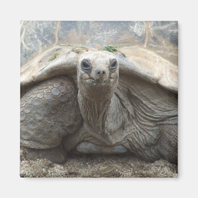 Galapagos Tortoise Magnet (Vorne)