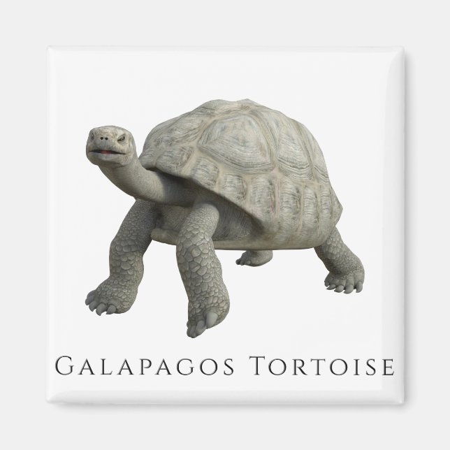 Galapagos Tortoise Magnet (Vorne)