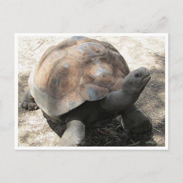 Galápagos-Tortoise Postkarte (Vorderseite)