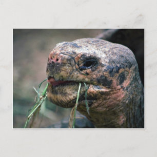 Galapagos Turtle, Galapagos Inseln Postkarte