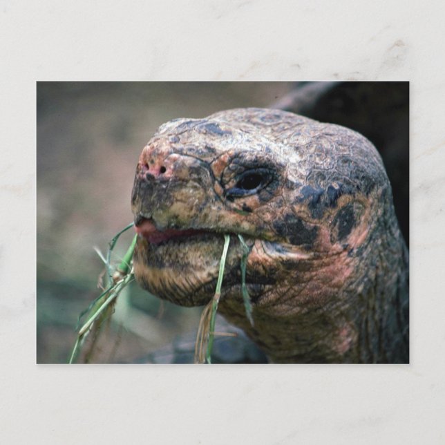 Galapagos Turtle, Galapagos Inseln Postkarte (Vorderseite)