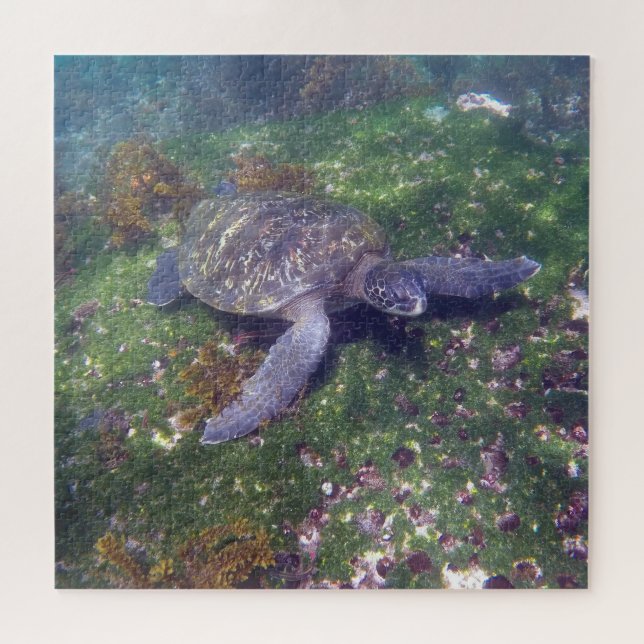 Galapagoschildkröte (Horizontal)