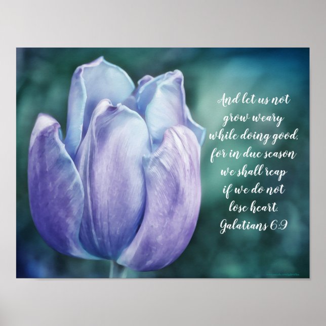 Galaten 6:9 Blue Tulip Poster (Vorne)
