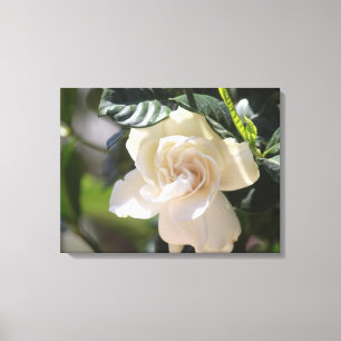 Galerie de toile blanche enveloppée Magnolia Impri
