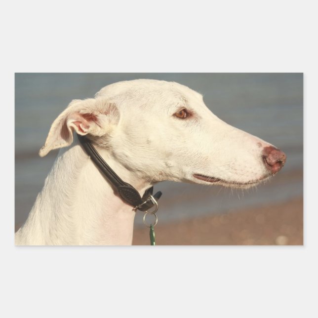 Galgo Windhund Rechteckiger Aufkleber (Vorderseite)
