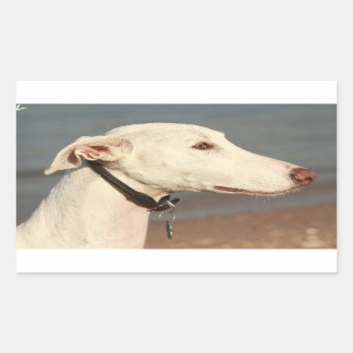 Galgo Windhund Rechteckiger Aufkleber