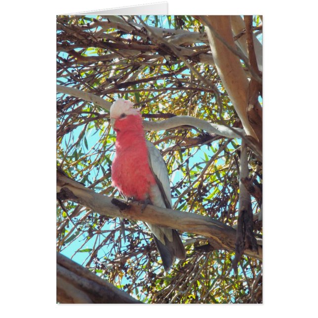 gallah sauvage (Devant)