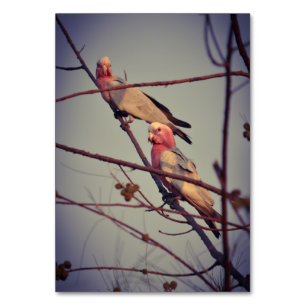 Galle Vögel in Baum 1 Tischnummer